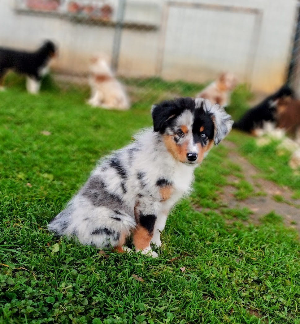 De La Masia Du Sotoul - Chiots disponibles - Berger Australien