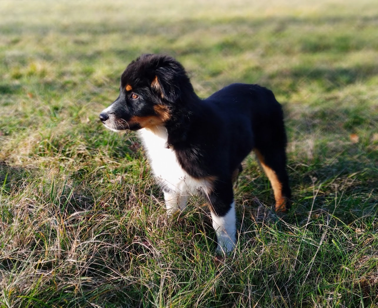 De La Masia Du Sotoul - Berger Australien - Portée née le 11/10/2025